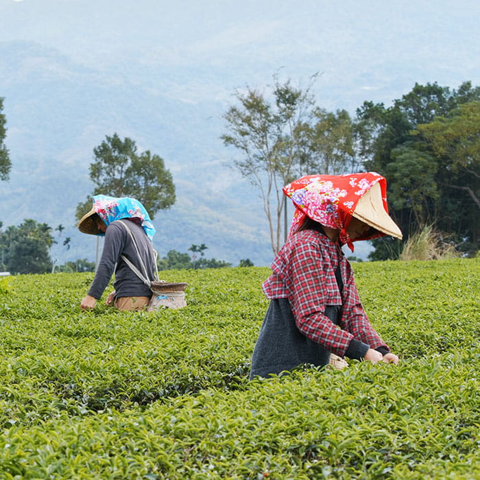 Darjeeling