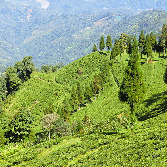 Darjeeling Sikkim Delight