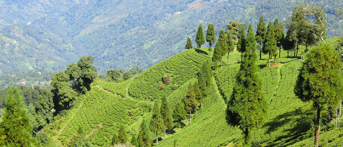 Darjeeling Sikkim Delight